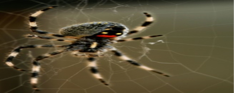蜘蛛出现的时间寓意,蜘蛛是益虫还是害虫