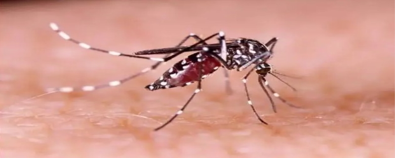 蚊子最怕什么味道 蚊子会不会传染艾滋病
