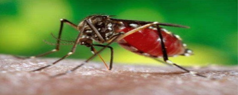 蚊子最怕什么味道 蚊子会不会传染艾滋病