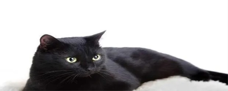 养黑猫有什么说法 养黑猫有什么避讳吗