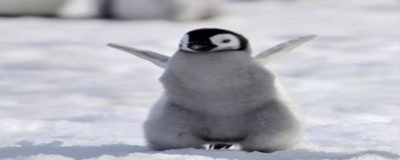 企鹅会游泳吗,企鹅会被冻死吗