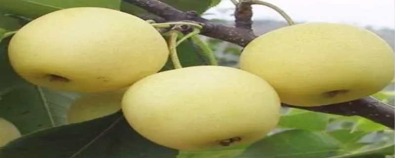 黄金梨几月份成熟 黄金梨的功效与作用