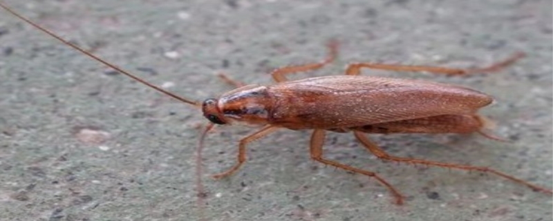 如何防止蟑螂爬到床上,蟑螂怕什么气味和东西