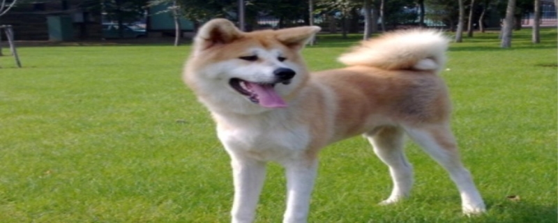 秋田犬的寿命一般是多久 秋田犬的性格