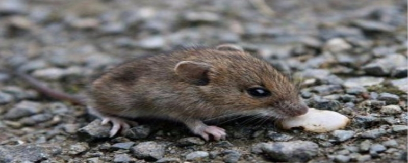 老鼠的智商相当于几岁小孩,老鼠怕什么气味怎样才能灭老鼠