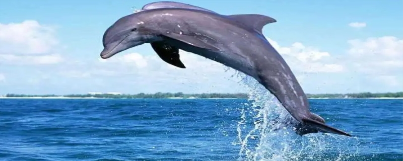 海豚智商高吗 海豚的寿命是多长