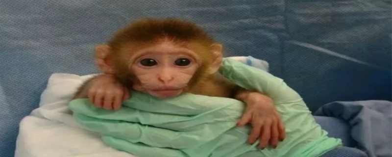 猴子可以家养吗 猴子的寿命是多久