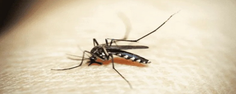 为什么蚊子一开灯就不见了 为什么蚊子喜欢在耳朵旁边飞