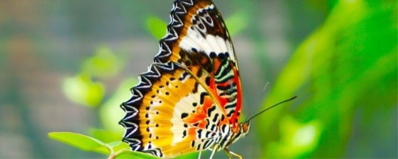 蝴蝶的寿命有多长时间 蝴蝶是益虫还是害虫