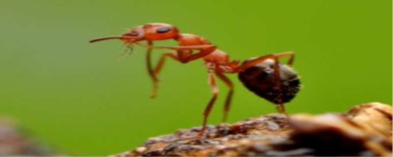 蚂蚁寿命,蚂蚁吃什么食物