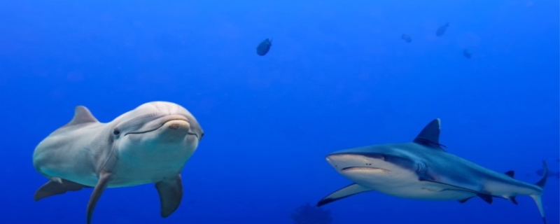 海豚和鲸鱼的区别,海豚和鲨鱼谁厉害
