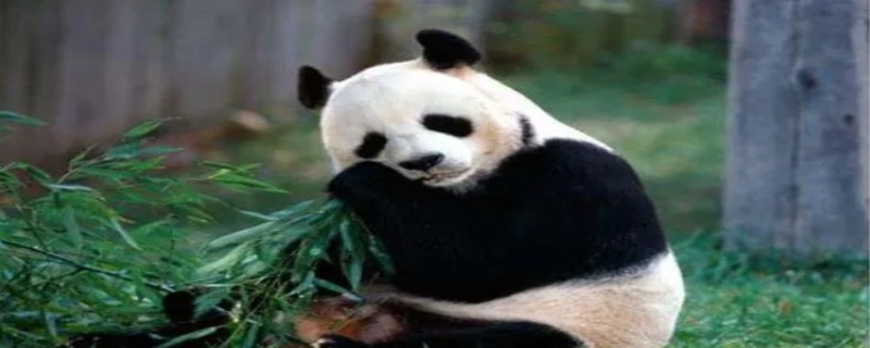 熊猫为什么是国宝 熊猫寿命大约是多少年