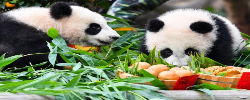大熊猫吃什么,大熊猫有没有冬眠的特性