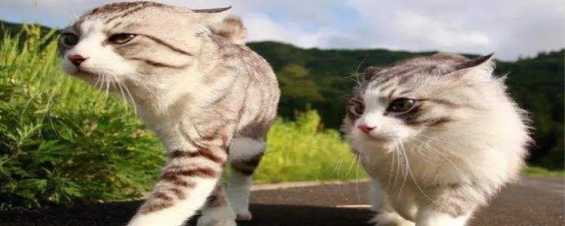 猫为什么喜欢接近有福报的人，猫的天敌是谁
