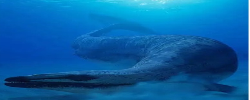 龙王鲸灭绝了吗，龙王鲸的驯化方法