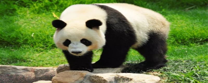 大熊猫是食肉动物还是食草动物,熊猫为什么是国宝