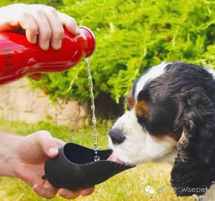 狗喝水是啥意思-狗喝水不吃饭