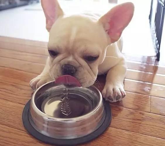 狗喝水是啥意思-狗喝水不吃饭