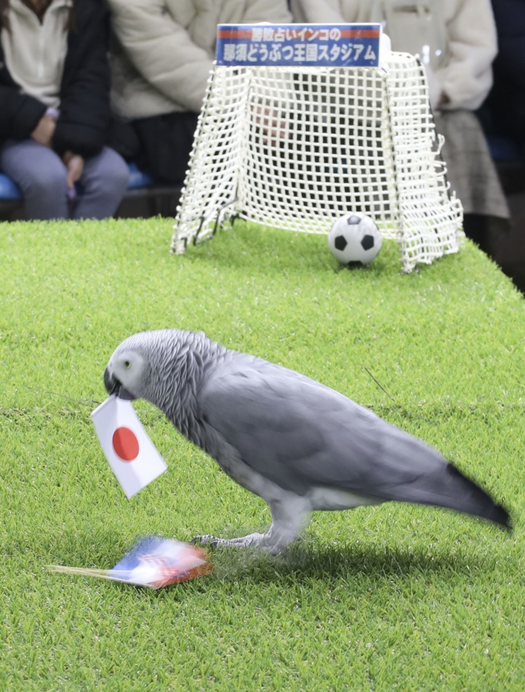鹦鹉成乌鸦了？日本鹦鹉预测日本队世界杯4场比赛全错