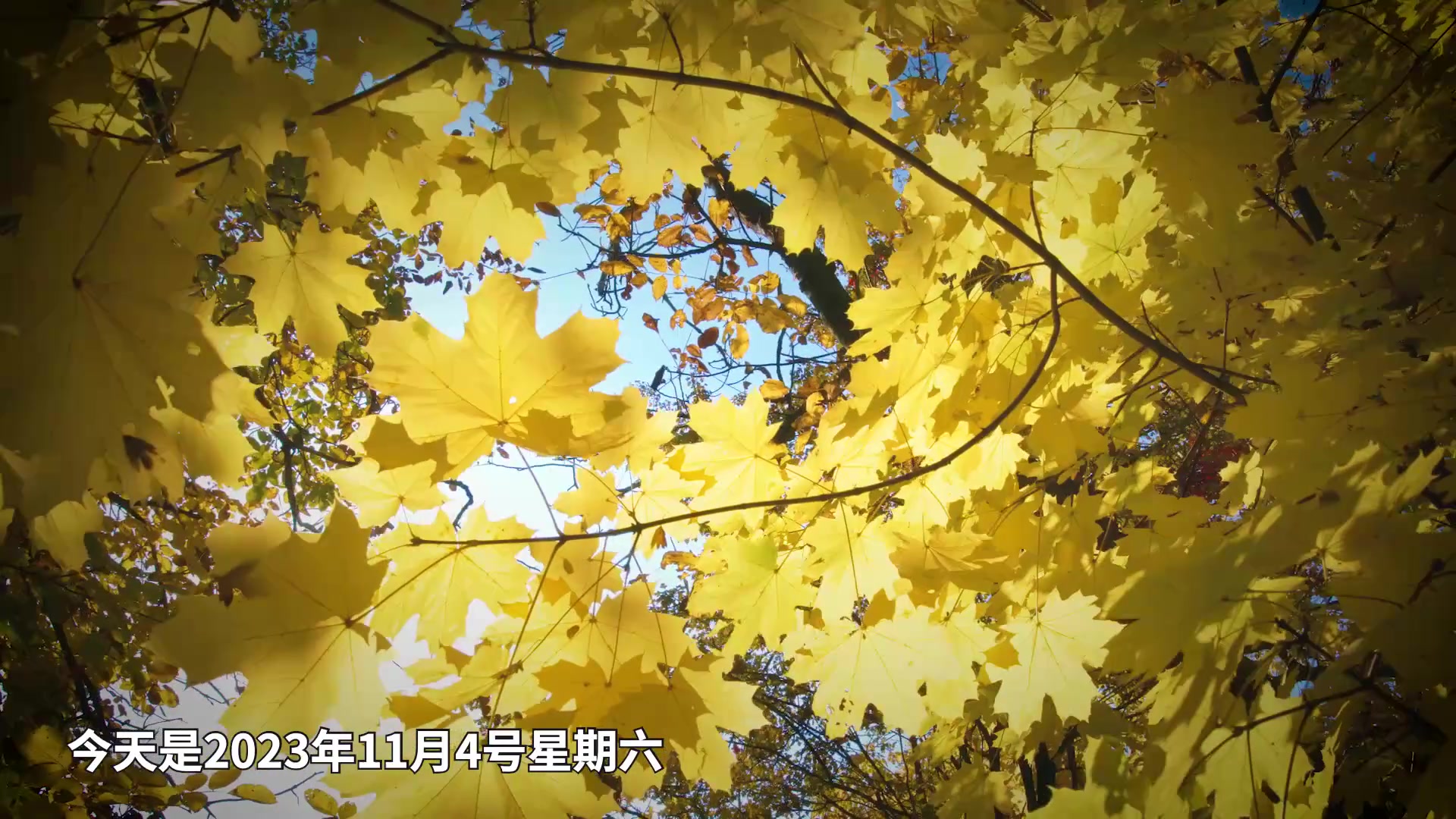 申花三十周年纪录片《而立之蓝》最后一集：一日为蓝，终身为蓝
